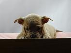 Old English Bulldog pups!  | Hartelijk Welkom.!, Dieren en Toebehoren, Parvo, Nederland, 8 tot 15 weken, Bulldog