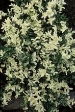 Kardinaalsmuts Euonymus fortunei Harlequin Struik 5-10 Pot, Tuin en Terras, Planten | Tuinplanten