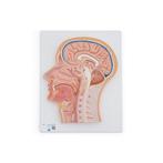 Anatomie model van het hoofd, doorsnede, 26x33x5 cm, Nieuw