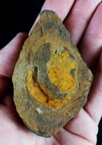 Primairste stekelhuid - opgelost!!! - Gefossiliseerd dier -