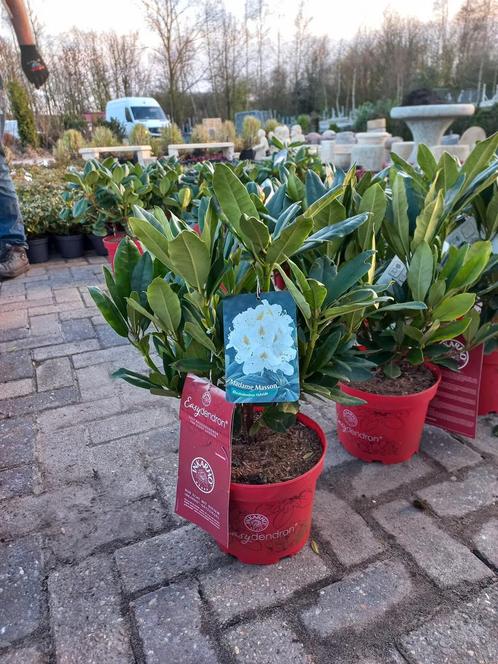 Rhododendron Hybr. Easydendron Madame Masson 40cm, Tuin en Terras, Planten | Bomen, Ophalen