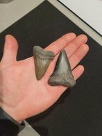 Haai - Fossiele tand - Cosmopolitodus Hastalis - 6.4 cm, Verzamelen, Mineralen en Fossielen
