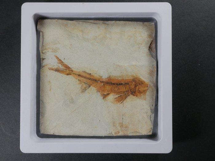 Vis - Gefossiliseerd dier - Lycoptera - 11 cm (Zonder, Verzamelen, Mineralen en Fossielen