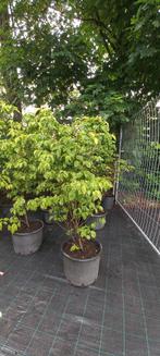 Cornus florida Rubra Kornoelje roze 150cm, Ophalen