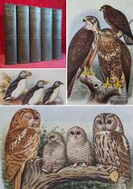 H. F. Witherby; F. C. R. Jourdain; Norman F. Ticehurst;