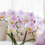 Kolibri Orchids | roze orchidee Portugal + Malaga sierpot ro, Verzenden, Nieuw