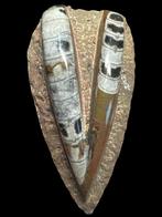 orthocera - Gefossiliseerd dier - Orthocera (Zonder, Verzamelen, Mineralen en Fossielen