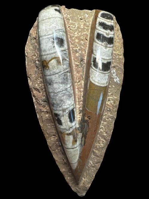 orthocera - Gefossiliseerd dier - Orthocera (Zonder, Verzamelen, Mineralen en Fossielen