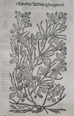 Rembertus Dodonaeus - 38 houtsnedes uit het Cruydt-boeck