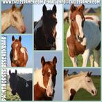 American Paint Horses / Western paarden / Eagles Ranch Texel, Dieren en Toebehoren, Paarden, Westernpaard, Meerdere dieren, 0 tot 2 jaar