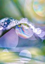 Inna Etuvgi - Dawn Dreams