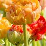 20x Tulpenbollen Gudoshnik Double – Geel, Oranje & Rode Dubb, Verzenden