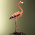 Rode Flamingo Taxidermie Opgezette Dieren By Max, Ophalen of Verzenden, Nieuw, Vogel, Opgezet dier