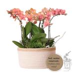 Kolibri Orchids | oranje plantenset in Cotton Basket incl. w, Verzenden, Nieuw