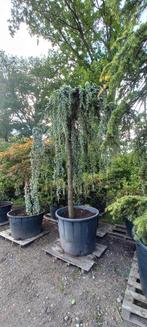 Cedrus Atlantica glauca Pendula treurceder, Tuin en Terras, Planten | Bomen, Ophalen