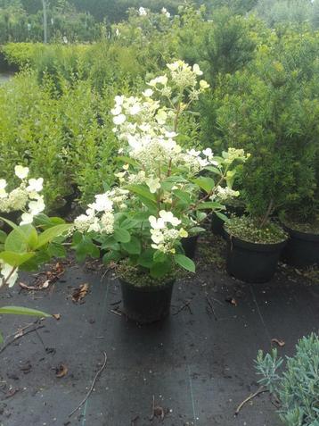 Pluimhortensia  Early Sensation Hydrangea paniculata beschikbaar voor biedingen