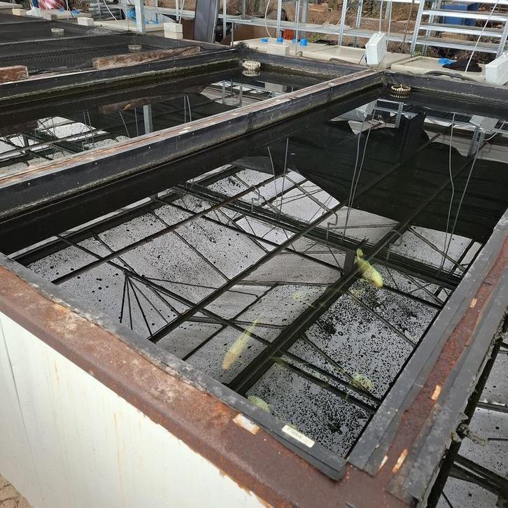 Ca. 18x Koi karper, Dieren en Toebehoren, Vissen | Vijvervissen