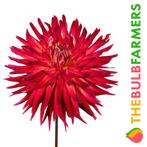 The Bulb Farmers - 12 x Dahlia Menorca - rood met paars, Verzenden, Voorjaar, Volle zon, Bloembol