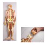 Anatomie model zenuwstelsel (90x31x12 cm), Nieuw