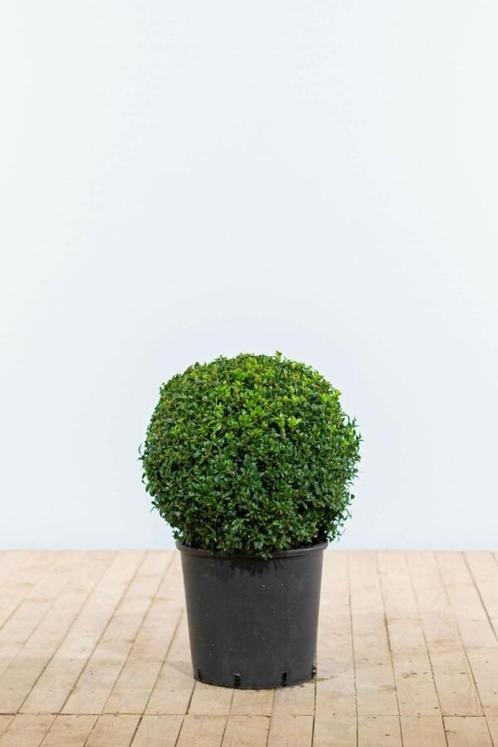 Buksbomen / Buxusbol 40-50 cm, Tuin en Terras, Planten | Struiken en Hagen