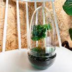 DIY terrarium - Egg Coffea Arabica -  25 cm, Tuin en Terras, Verzenden