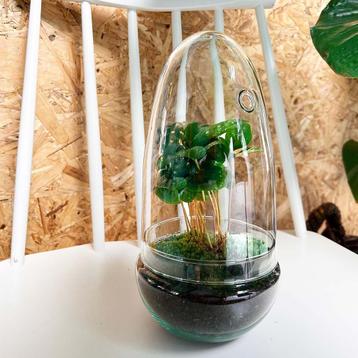 DIY terrarium - Egg Coffea Arabica -  25 cm beschikbaar voor biedingen