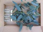 3 flesjes bloemen eucalyptus in een doosje groet die iets, Hobby en Vrije tijd, Ophalen of Verzenden, Nieuw
