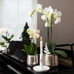 Kolibri Orchids | witte Phalaenopsis orchidee – Amabilis + L, Verzenden