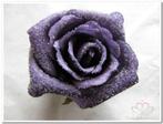 foam Rose Emilia 6cm. snow Purple Doos 42 voordeelpak, Ophalen of Verzenden, Nieuw