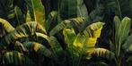 Miss Evoke - Banana Wind - XXL, Antiek en Kunst
