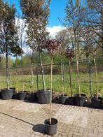 Acer platanoides Crimson Sentry esdoorn, Ophalen