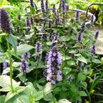 Agastache Black Adder - Potmaat 9x9 cm, Ophalen of Verzenden