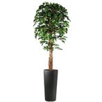 Ficus kunstplant, H250cm, Ophalen of Verzenden