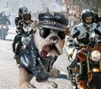 Beeld, Engelse BULDOG als biker - 23 cm - resin, Antiek en Kunst, Curiosa en Brocante