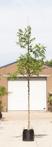 Gewone walnotenboom Juglans regia h 350 cm st. omtrek 12 cm