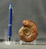 Fijn ammoniet - Gefossiliseerd dier - Grammoceras