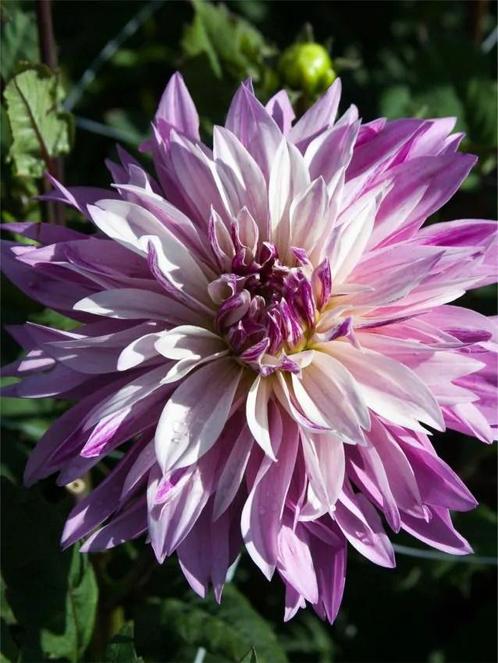 Dahlia Labyrinth Tweekleurig, Tuin en Terras, Bloembollen en Zaden, Ophalen of Verzenden