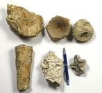 Een uitgebreide collectie fascinerende fossiele sponsen -, Verzamelen, Mineralen en Fossielen