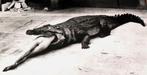 Helmut Newton - Catella Di Rivoli Helmut Newton exhibition -