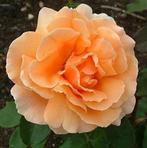 Rosa Just Joey zacht oranje theeroos, Overige soorten, Vaste plant, Verzenden, Halfschaduw