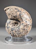 Ongewone Ammoniet - Gefossiliseerde schelp - Rachophyllites