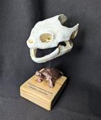 Gewone snapschelp Schedel - (Chelydra serpentina) - Museum