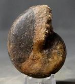 Ongewone ammoniet - één zijde met schelp, de andere zijde, Verzamelen, Mineralen en Fossielen