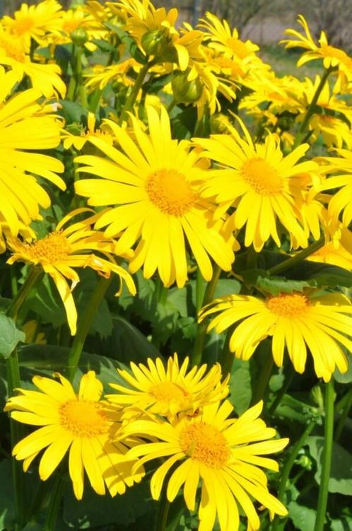 Voorjaarszonnebloem Doronicum orientale 5-10 Pot P9, Tuin en Terras, Planten | Tuinplanten