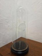 Globe - stolp - antiek - 1901-1920 - Antieke ronde stolp op, Antiek en Kunst