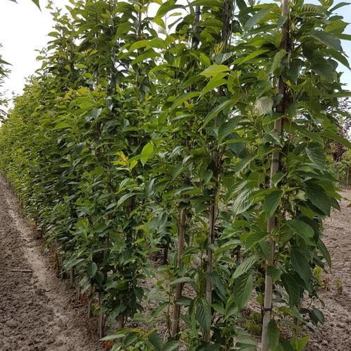 Zuilsierkers - Prunus serrulata Amanogawa - Omtrek: 10-14 cm, Tuin en Terras, Planten | Bomen, Ophalen of Verzenden