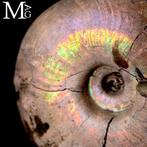 Special Raimbow Perlized Desmoceras Latidorsatum Ammoniet, Antiek en Kunst, Curiosa en Brocante
