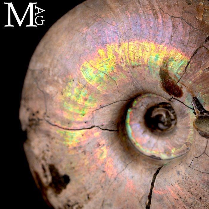 Special Raimbow Perlized Desmoceras Latidorsatum Ammoniet, Antiek en Kunst, Curiosa en Brocante