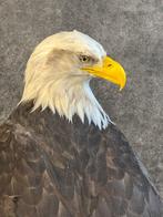kaalkopzeearend Taxidermie volledige montage - Haliaeetus, Nieuw