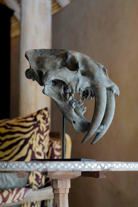 GEEN RESERVEPRIJS - Een replica van een sabeltijgerskull op, Antiek en Kunst, Kunst | Designobjecten